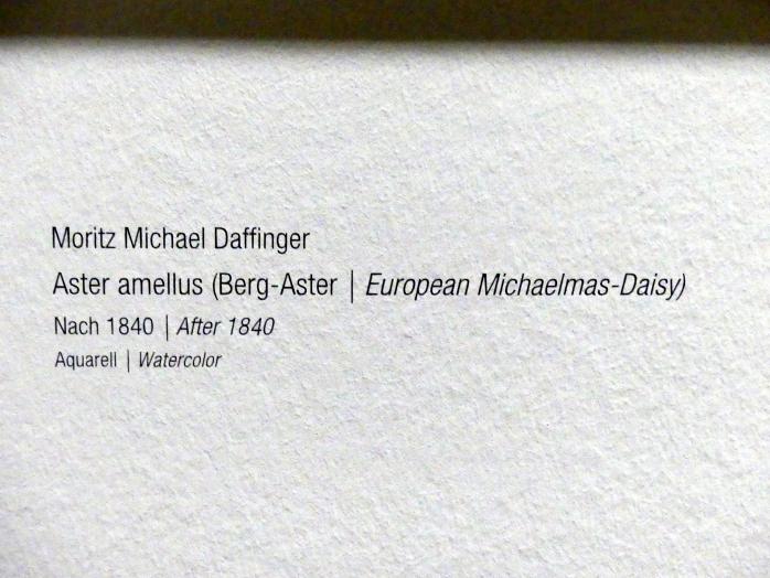 Moritz Michael Daffinger (1837–1841), Aster amellus (Berg-Aster), Wien, Albertina, Ausstellung "Rudolf von Alt und seine Zeit" vom 16.02.-10.06.2019, Von der Stadt aufs Land, nach 1840, Bild 2/2