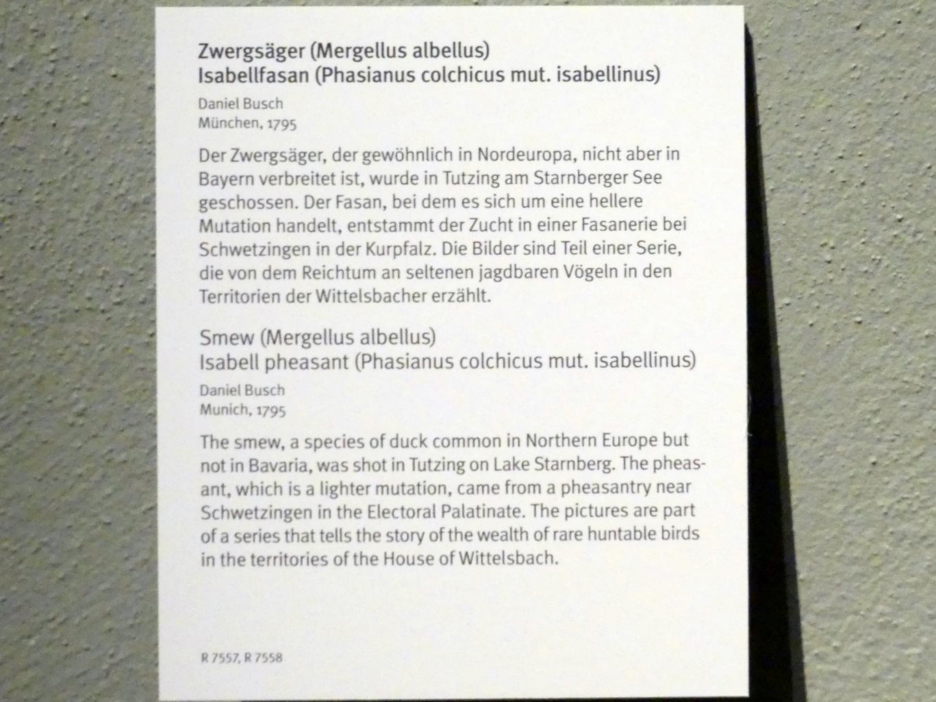 Daniel Busch (1795), Isabellfasan (Phasianus colchicus mut. isabellinus), München, Bayerisches Nationalmuseum, Obergeschoss, Saal 86, 1795, Bild 2/2