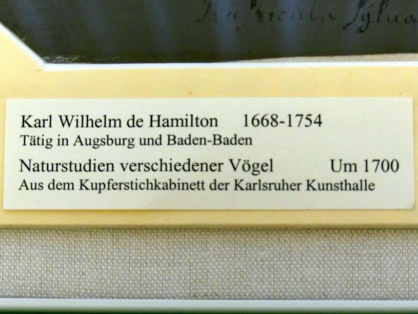Karl Wilhelm de Hamilton (1700), Naturstudien verschiedener Vögel, Karlsruhe, Staatliche Kunsthalle, Saal 32, um 1700, Bild 2/2
