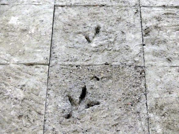 Björn Braun (2012), Ohne Titel (Pfauenspuren), Stuttgart, Kunstmuseum, Saal 19, 2012, Bild 4/5