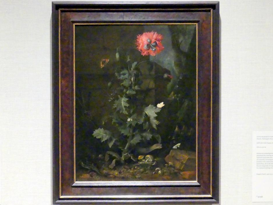 Otto Marseus van Schrieck (1650–1670), Stillleben mit Mohn, Insekten und Reptilien, New York, Metropolitan Museum of Art (Met), Saal 964, um 1670
