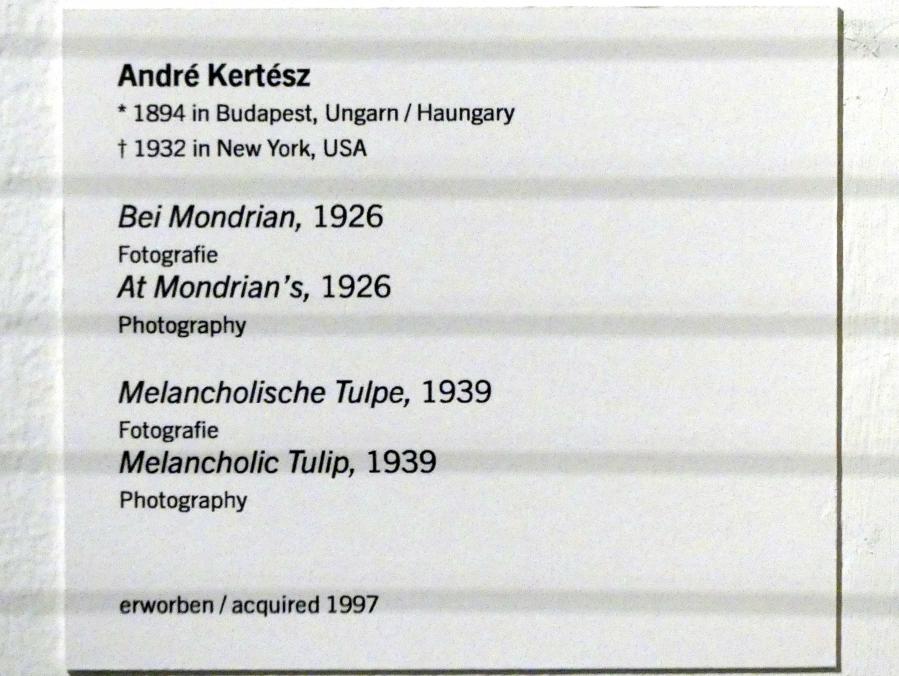 André Kertész (1926–1939), Melancholische Tulpe, Linz, Lentos Kunstmuseum Linz, Saal 5 - Fotokabinett, 1939, Bild 3/3