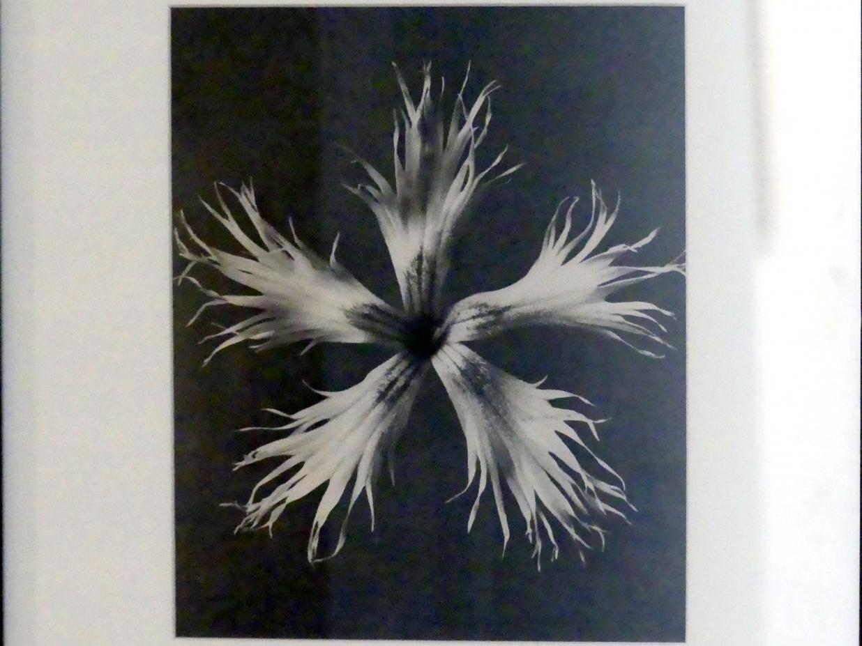 Karl Blossfeldt (1927–1928), Urformen der Kunst, Linz, Lentos Kunstmuseum Linz, Saal 5 - Fotokabinett, 1928, Bild 2/3