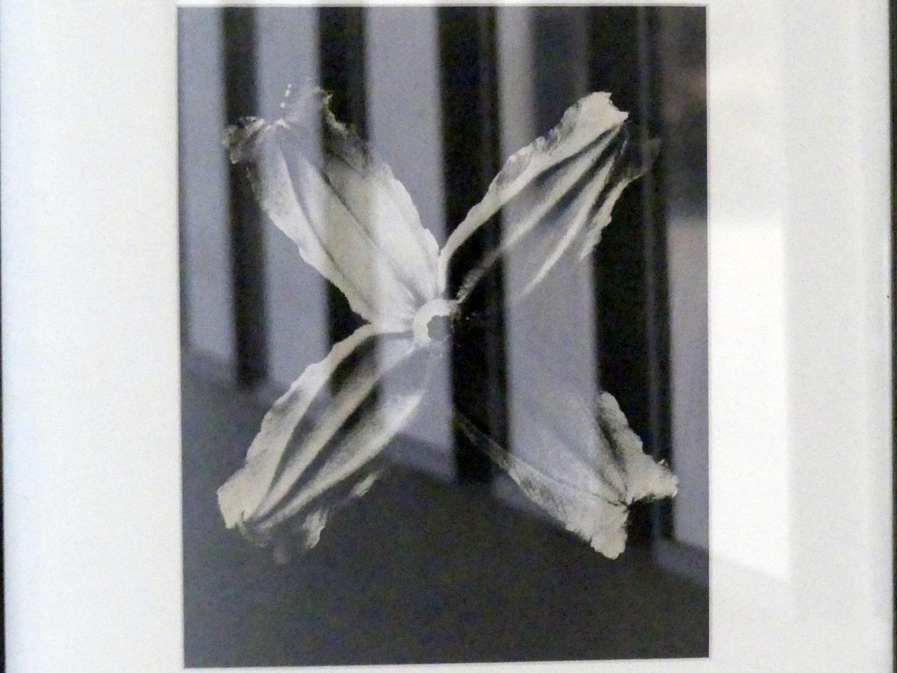 Karl Blossfeldt (1927&ndash;1928), Urformen der Kunst, Linz, Lentos Kunstmuseum Linz, Saal 5 - Fotokabinett, 1928, Bild 2/3