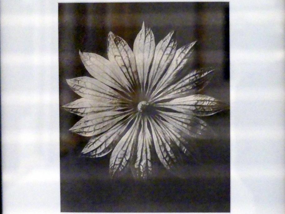 Karl Blossfeldt (1927–1928), Urformen der Kunst, Linz, Lentos Kunstmuseum Linz, Saal 5 - Fotokabinett, 1928, Bild 2/3