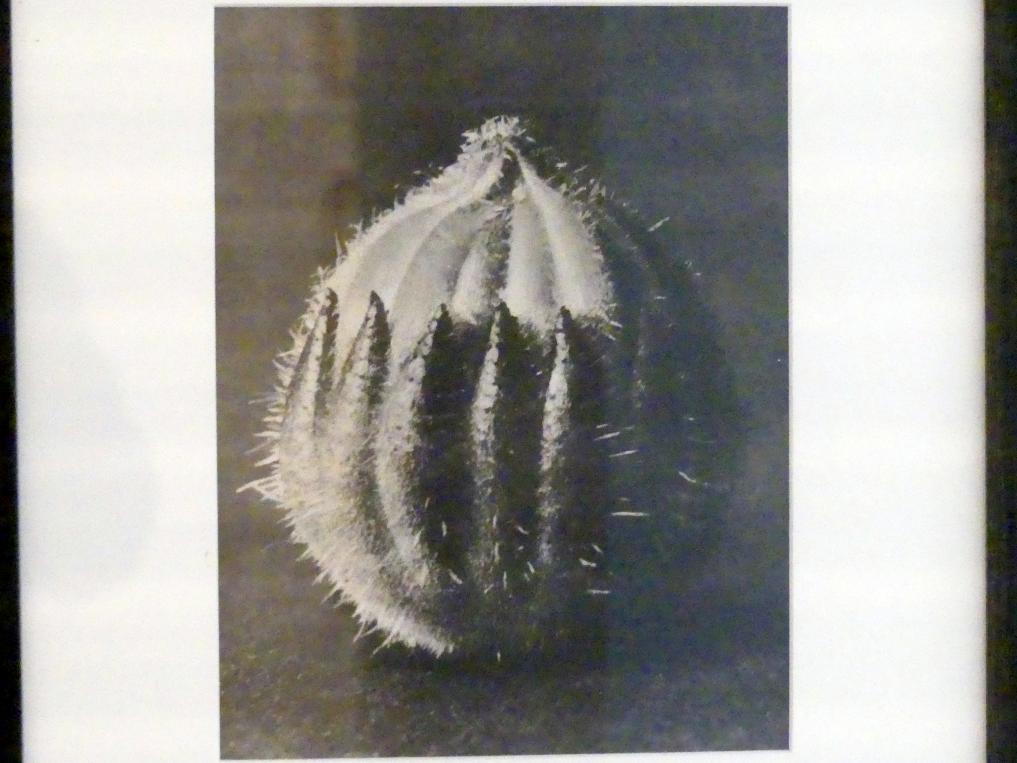 Karl Blossfeldt (1927–1928), Urformen der Kunst, Linz, Lentos Kunstmuseum Linz, Saal 5 - Fotokabinett, 1928, Bild 2/3