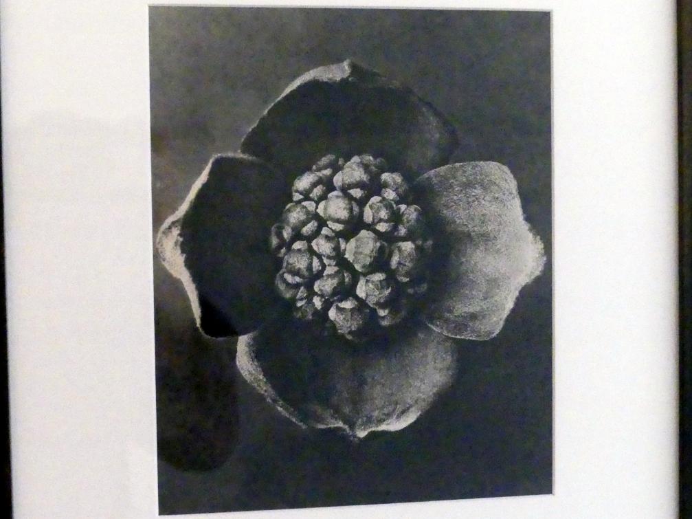 Karl Blossfeldt (1927–1928), Urformen der Kunst, Linz, Lentos Kunstmuseum Linz, Saal 5 - Fotokabinett, 1928, Bild 2/3