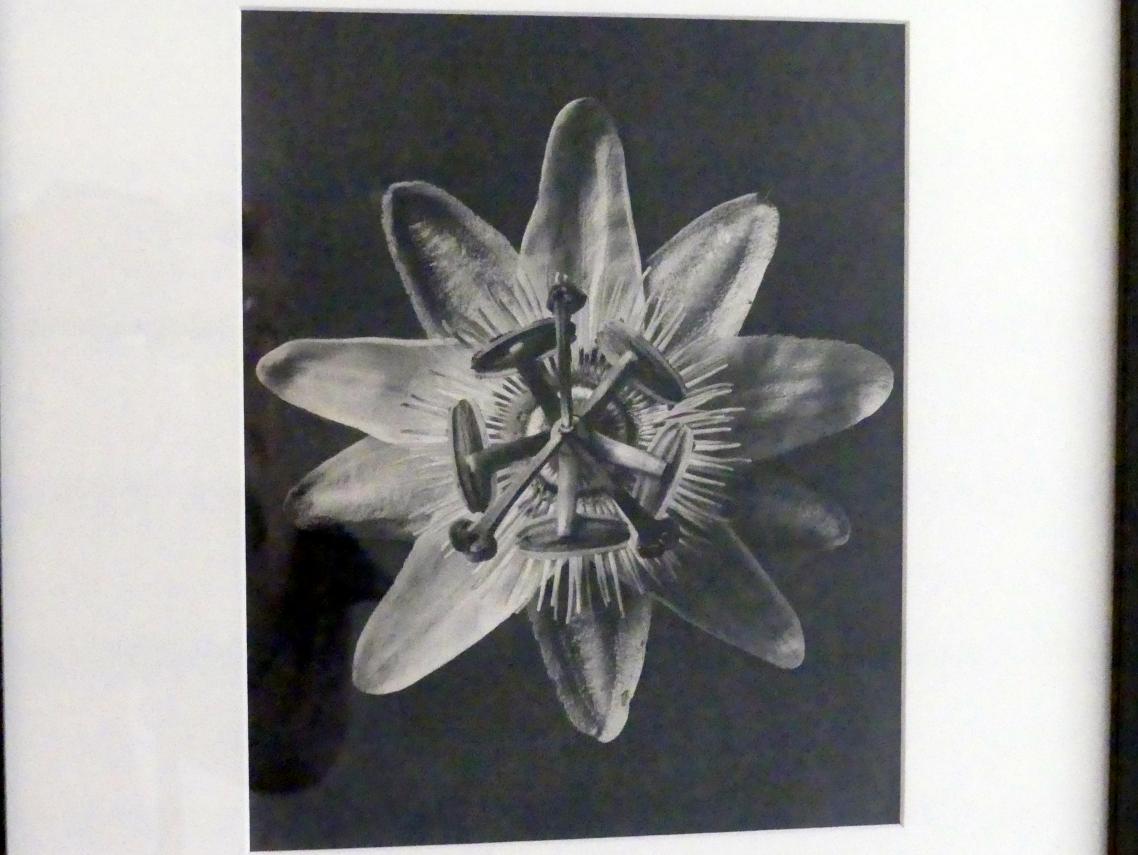 Karl Blossfeldt (1927–1928), Urformen der Kunst, Linz, Lentos Kunstmuseum Linz, Saal 5 - Fotokabinett, 1928, Bild 2/3