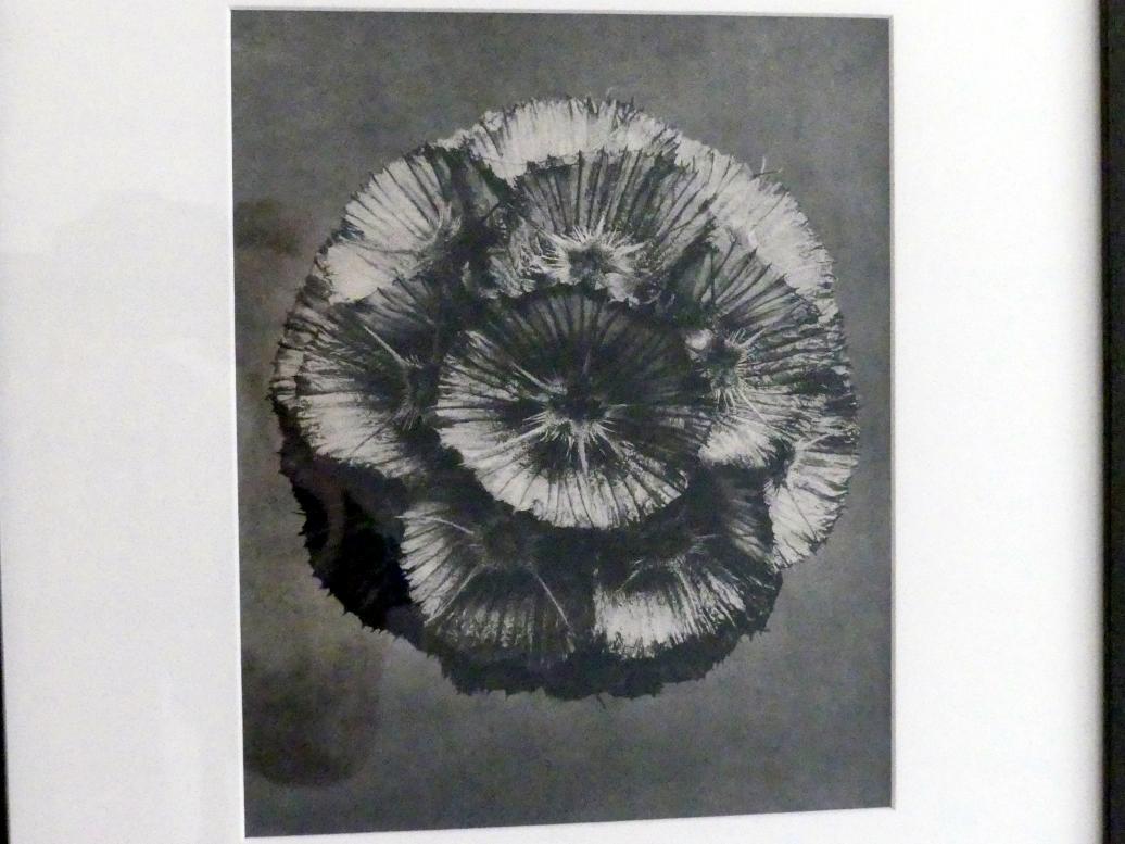 Karl Blossfeldt (1927–1928), Urformen der Kunst, Linz, Lentos Kunstmuseum Linz, Saal 5 - Fotokabinett, 1928, Bild 2/3