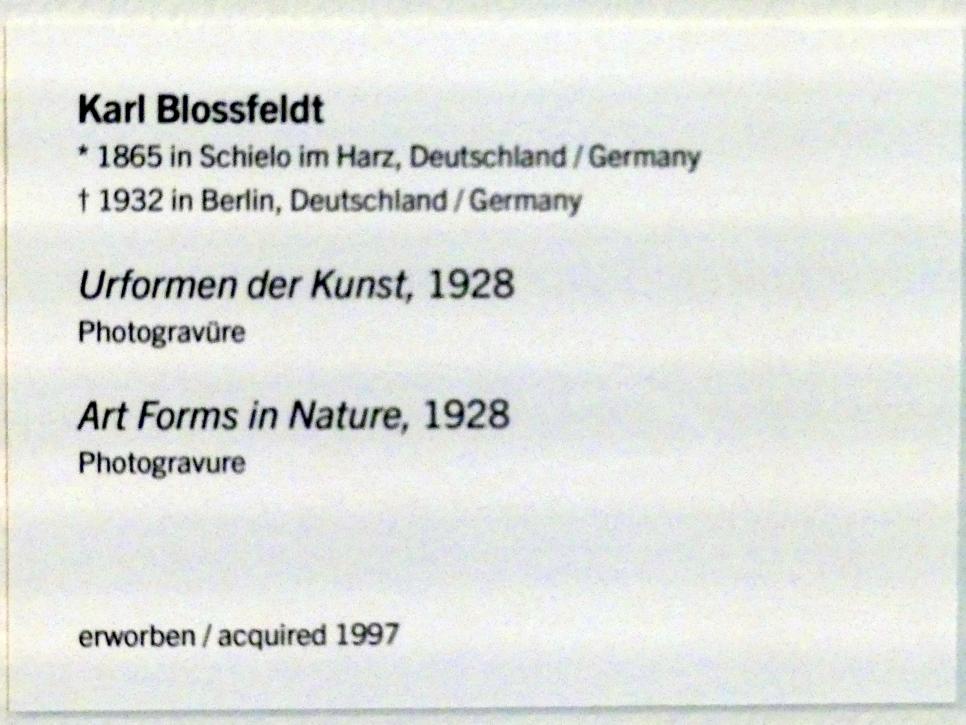 Karl Blossfeldt (1927–1928), Urformen der Kunst, Linz, Lentos Kunstmuseum Linz, Saal 5 - Fotokabinett, 1928, Bild 3/3