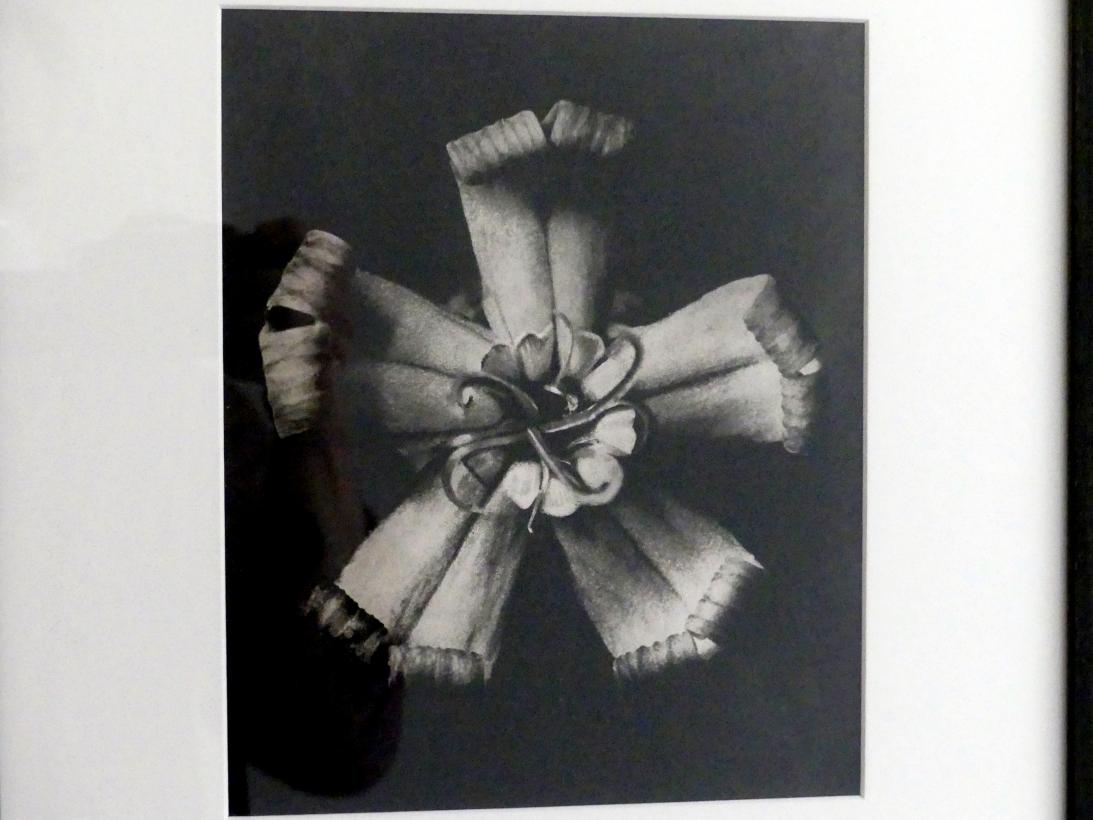 Karl Blossfeldt (1927–1928), Urformen der Kunst, Linz, Lentos Kunstmuseum Linz, Saal 5 - Fotokabinett, 1928, Bild 2/3
