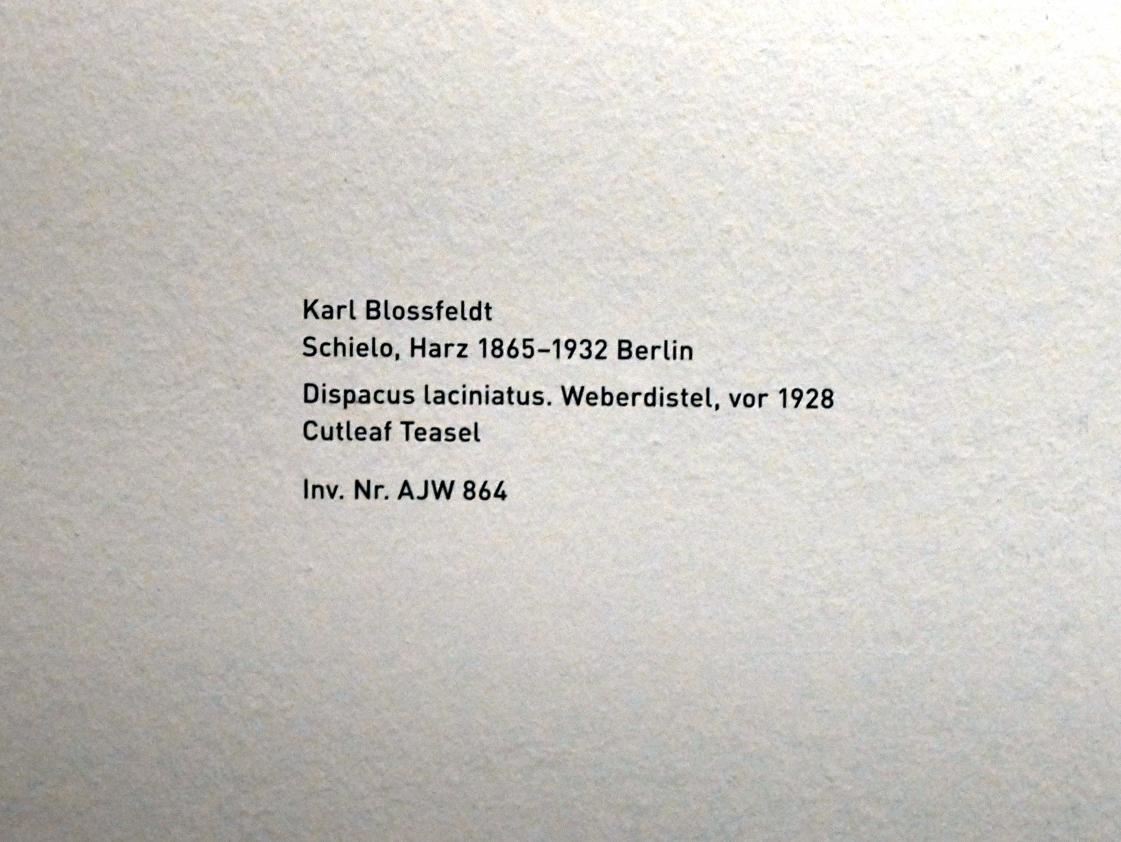 Karl Blossfeldt (1927–1928), Dispacus laciniatus. Weberdistel, München, Pinakothek der Moderne, Saal 10, vor 1928, Bild 2/2