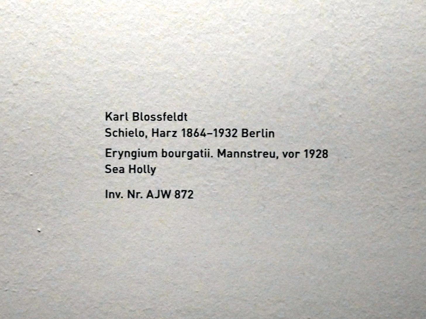 Karl Blossfeldt (1927–1928), Eryngium bourgatii. Mannstreu, München, Pinakothek der Moderne, Saal 10, vor 1928, Bild 2/2