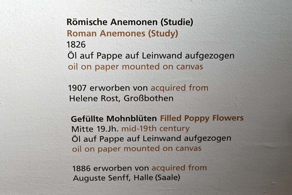 Carl Adolf Senff (1825–1859), Römische Anemonen (Studie), Halle (Saale), Kunstmuseum Moritzburg, Alte Meister Saal 6, 1826, Bild 2/2