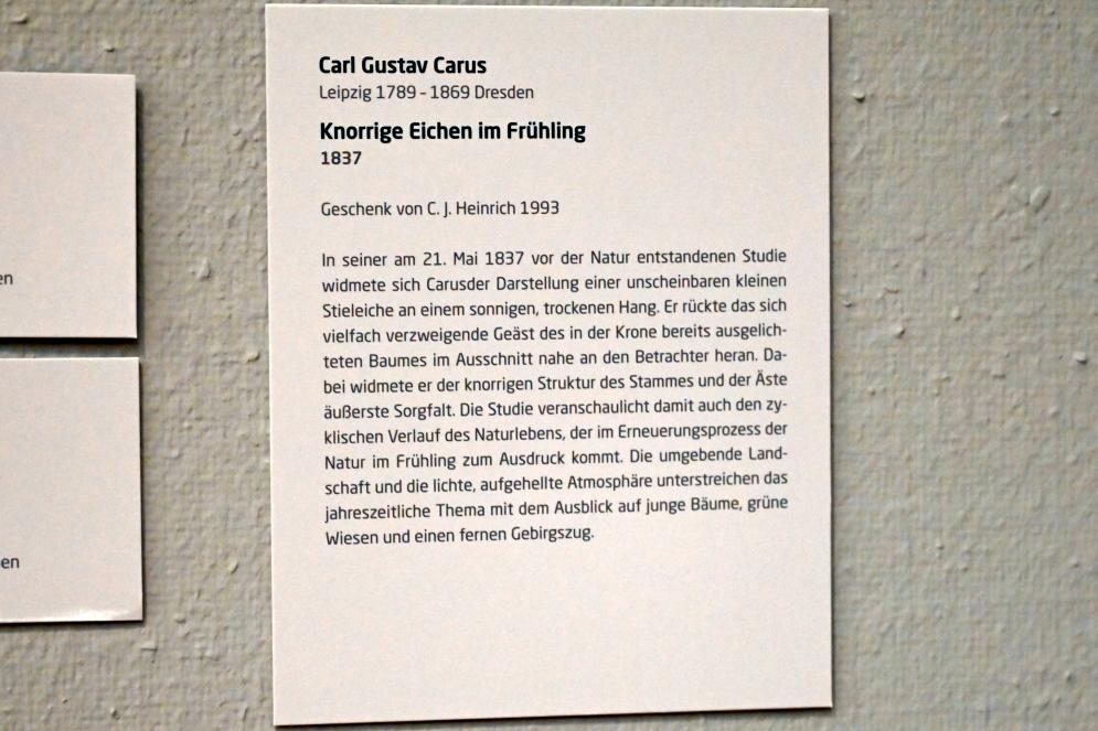 Carl Gustav Carus (1819–1845), Knorrige Eichen im Frühling, Lübeck, Museum Behnhaus Drägerhaus, Obergeschoß Flügel Saal 3, 1837, Bild 2/2