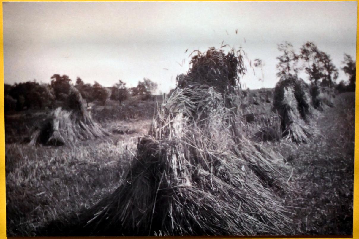 Max Pechstein (1895–1953), Gestürzte Kornpuppen, Zwickau, Kunstsammlungen, Max-Pechstein-Museum - Seegewohnheiten, 1949, Bild 3/5
