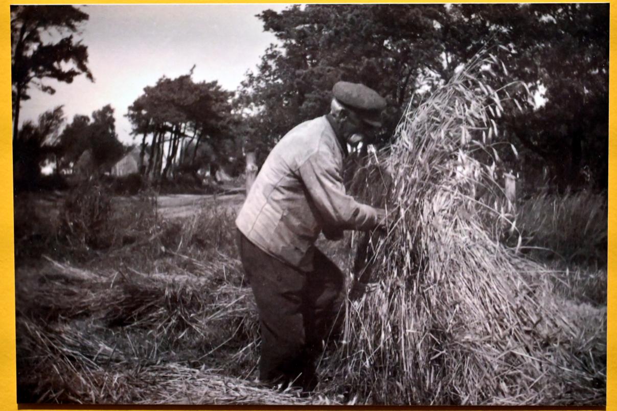 Max Pechstein (1895–1953), Gestürzte Kornpuppen, Zwickau, Kunstsammlungen, Max-Pechstein-Museum - Seegewohnheiten, 1949, Bild 4/5