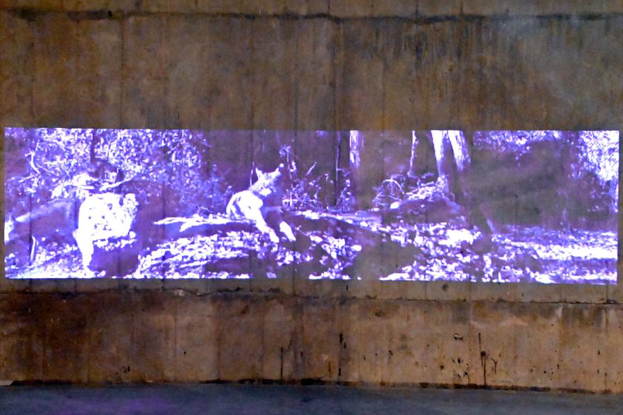 Alan Michelson (2018), Wolfsnation, London, Tate Gallery of Modern Art (Tate Modern), The Tanks, 2018, Bild 2/5