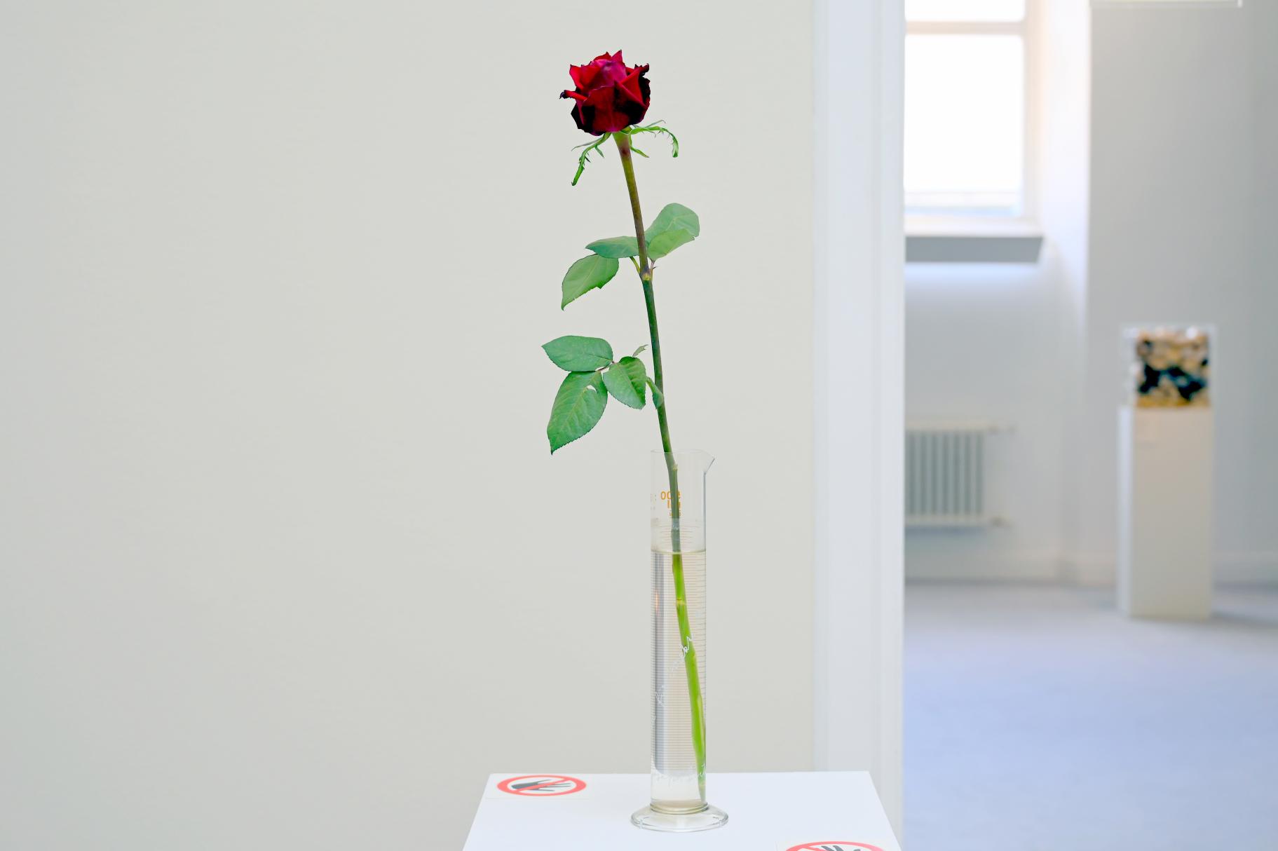Joseph Beuys (1948–1985), Rose für direkte Demokratie, Kiel, Kunsthalle, Natur als Material, 1973, Bild 2/3