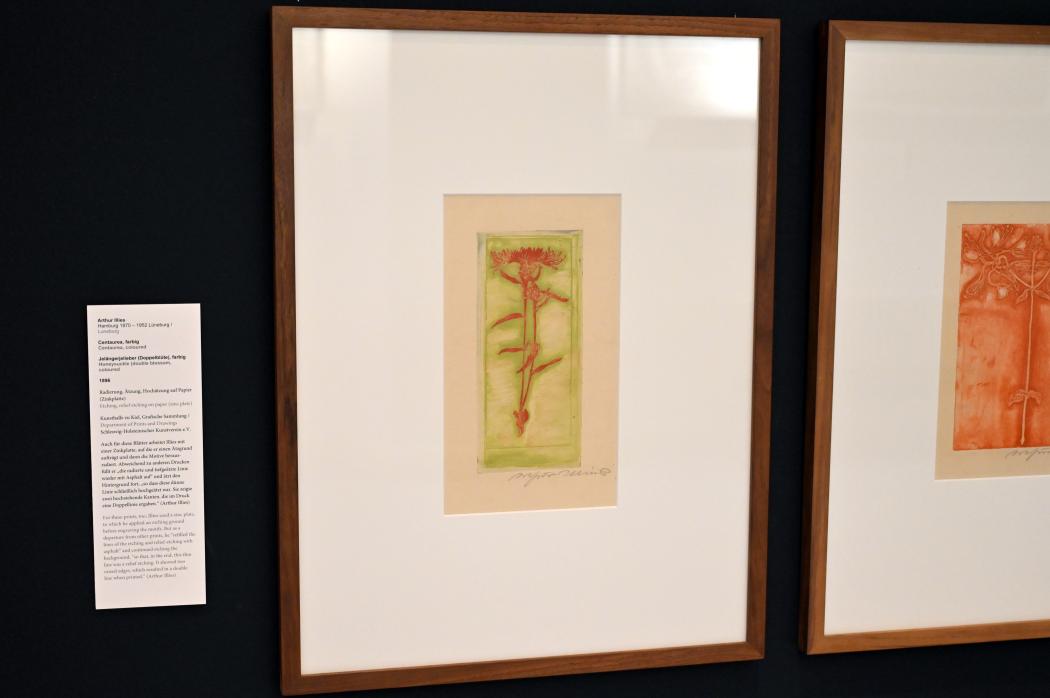 Arthur Illies (1895–1912), Centaurea, Kiel, Kunsthalle, Pflanzen, 1896, Bild 2/3