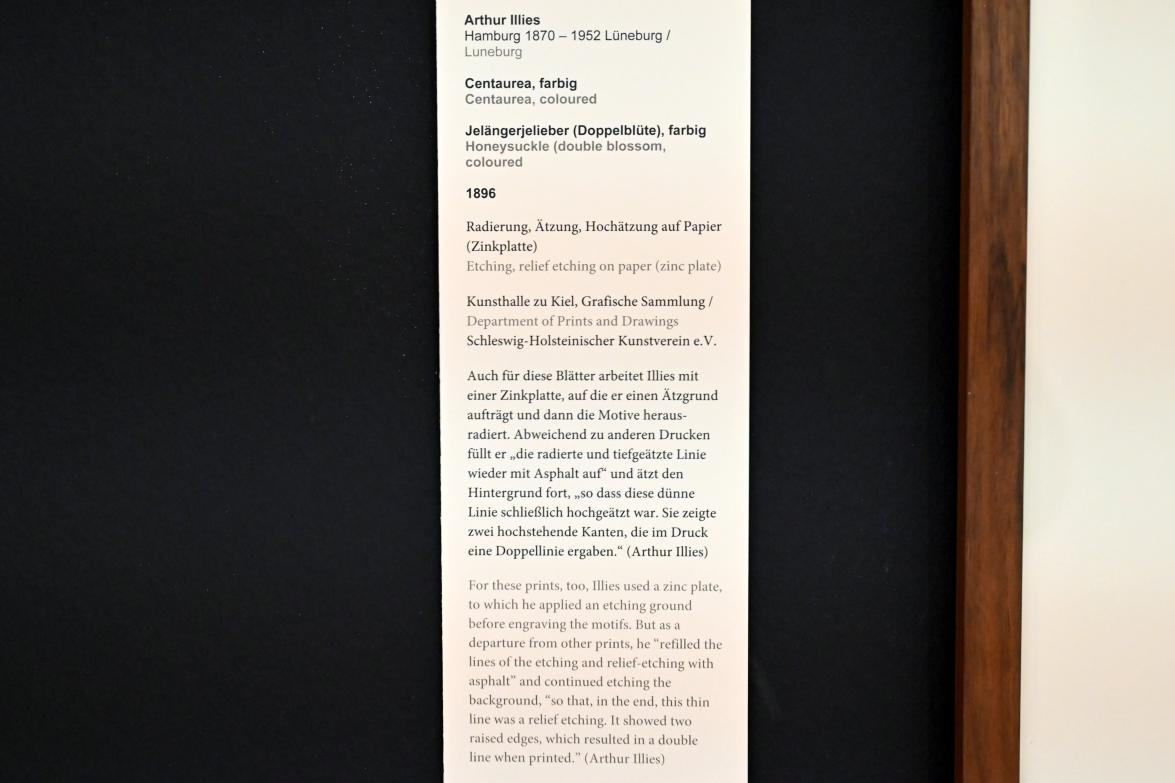 Arthur Illies (1895–1912), Jelängerjelieber (Doppelblüte), Kiel, Kunsthalle, Pflanzen, 1896, Bild 3/3