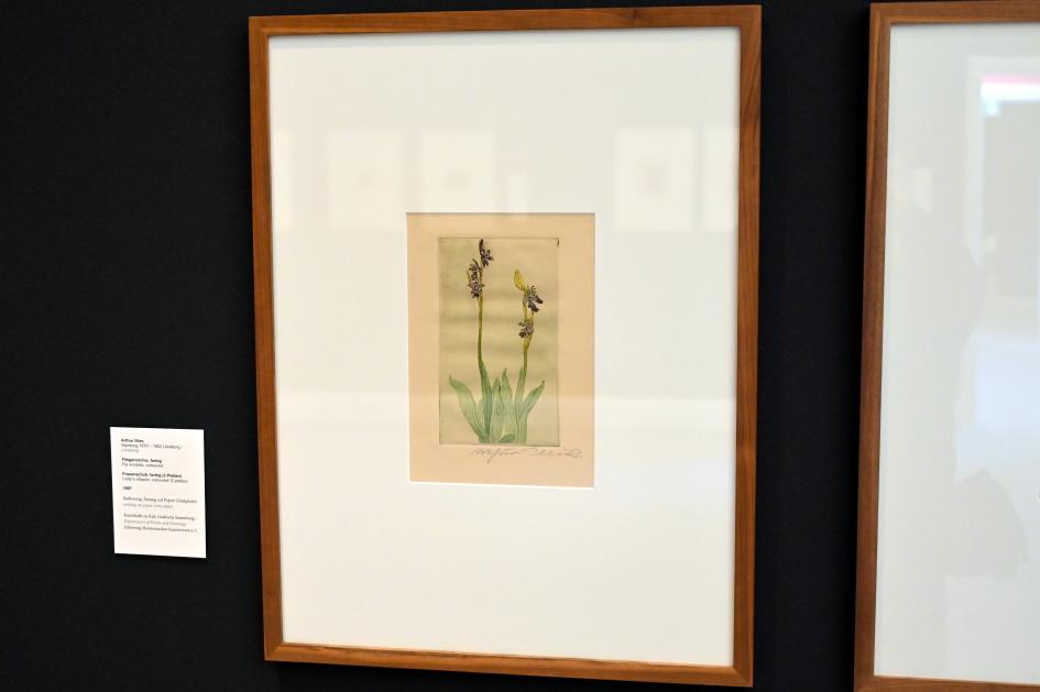 Arthur Illies (1895–1912), Fliegenorchis, Kiel, Kunsthalle, Pflanzen, 1897, Bild 2/3