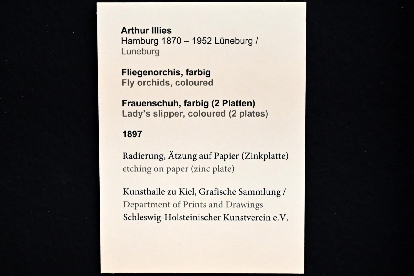 Arthur Illies (1895–1912), Fliegenorchis, Kiel, Kunsthalle, Pflanzen, 1897, Bild 3/3