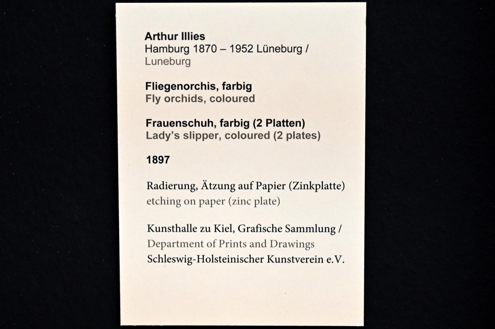 Arthur Illies (1895–1912), Frauenschuh, Kiel, Kunsthalle, Pflanzen, 1897, Bild 3/3