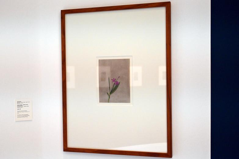 Anita Albus (1986–2004), Japanorchidee - Bletilla striata (Thunb.) Rchb. f., Kiel, Kunsthalle, Pflanzen, 1985–1987, Bild 2/3