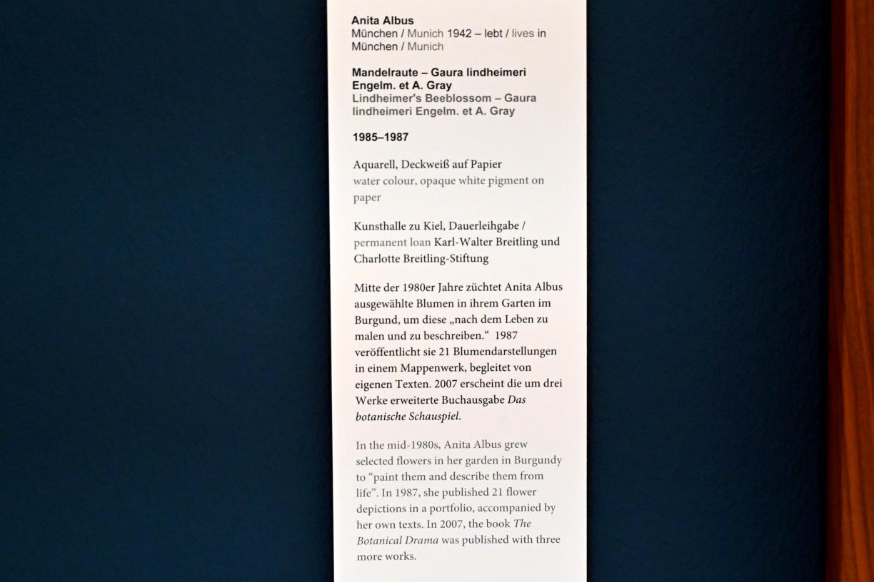 Anita Albus (1986–2004), Mandelraute - Gaura lindheimeri Engelm. et A. Gray, Kiel, Kunsthalle, Pflanzen, 1985–1987, Bild 3/3