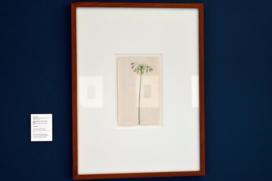 Anita Albus (1986–2004), Nectaroscordum siculum (Ucria) Lindl., Kiel, Kunsthalle, Pflanzen, 1985–1987, Bild 2/3