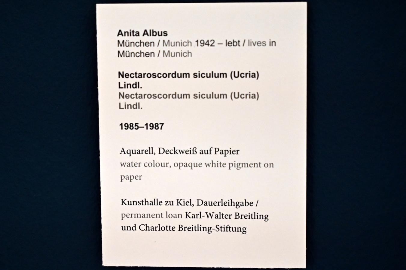 Anita Albus (1986–2004), Nectaroscordum siculum (Ucria) Lindl., Kiel, Kunsthalle, Pflanzen, 1985–1987, Bild 3/3
