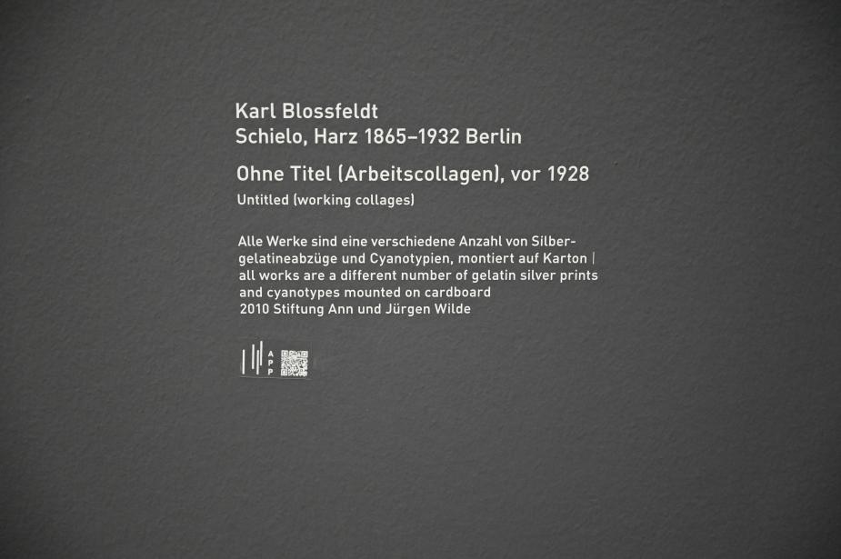 Karl Blossfeldt (1927–1928), Ohne Titel (Arbeitscollagen) - Getreide, München, Pinakothek der Moderne, Saal 27 2022, vor 1928, Bild 3/3