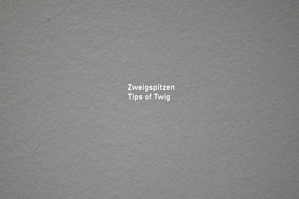 Karl Blossfeldt (1927–1928), Ohne Titel (Arbeitscollagen) - Zweigspitzen, München, Pinakothek der Moderne, Saal 27 2022, vor 1928, Bild 2/3