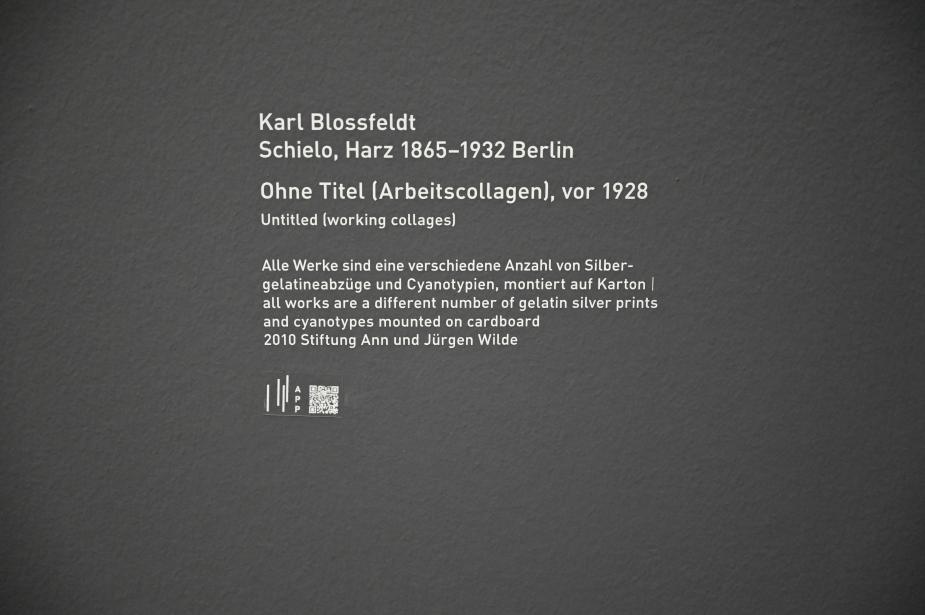 Karl Blossfeldt (1927–1928), Ohne Titel (Arbeitscollagen) - Zweigspitzen, München, Pinakothek der Moderne, Saal 27 2022, vor 1928, Bild 3/3