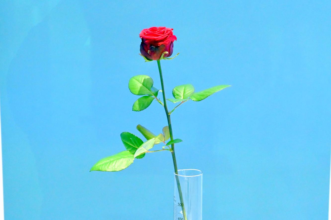 Joseph Beuys (1948–1985), Rose für direkte Demokratie, München, Pinakothek der Moderne, Saal 11 2022, 1973, Bild 3/5