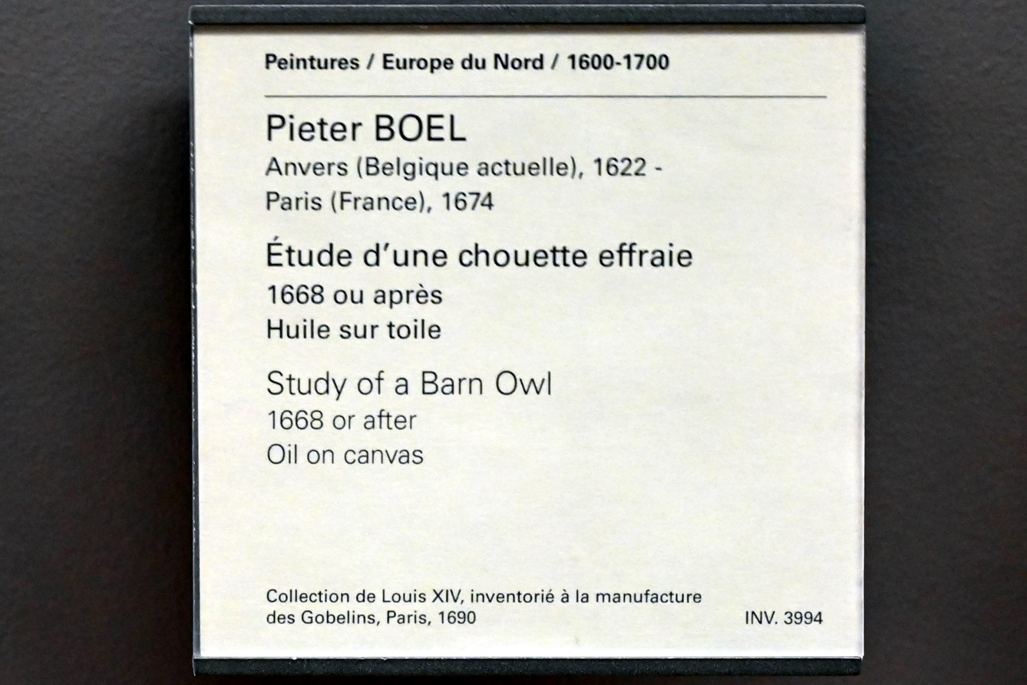 Pieter Boel (1659–1669), Studie einer Schleiereule, Paris, Musée du Louvre, Saal 802, nach 1668, Bild 2/2