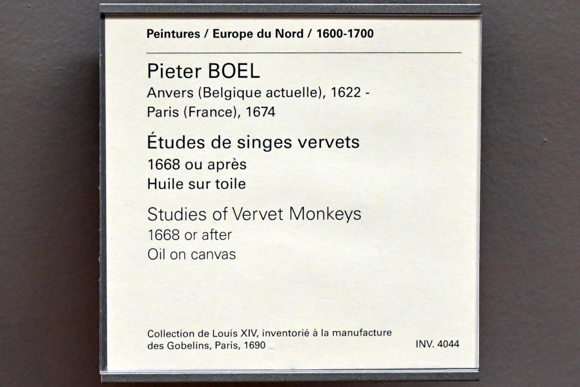 Pieter Boel (1659–1669), Studie Grüner Meerkatzen, Paris, Musée du Louvre, Saal 802, nach 1668, Bild 2/2