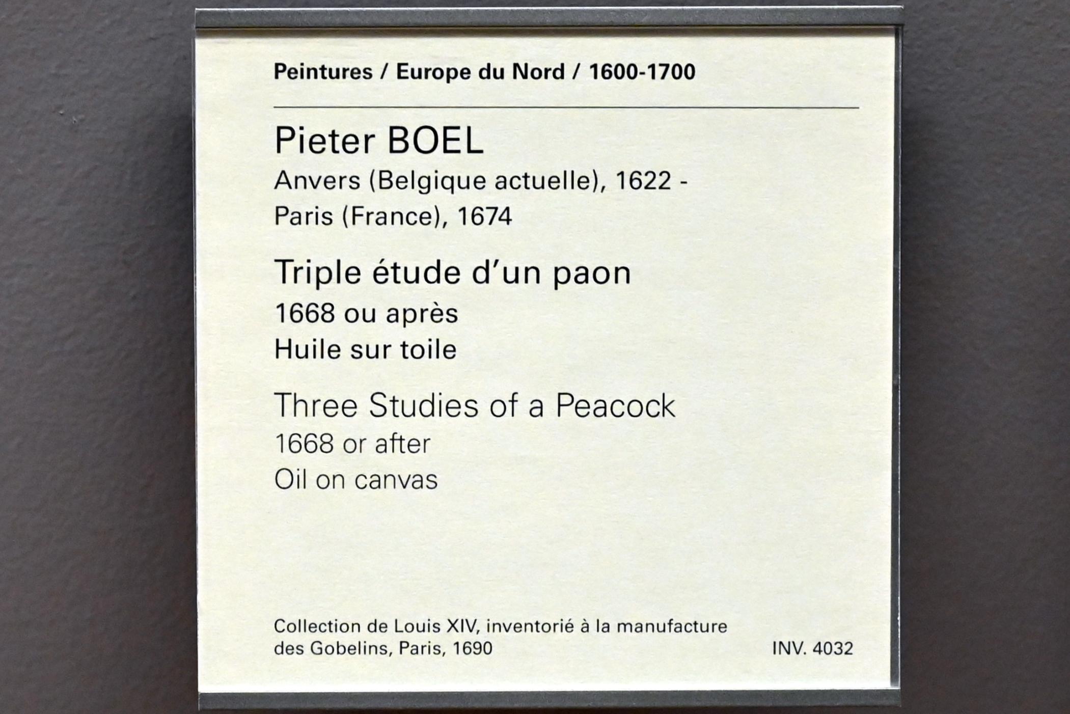 Pieter Boel (1659–1669), Drei Studien eines Pfaus, Paris, Musée du Louvre, Saal 802, nach 1668, Bild 2/2