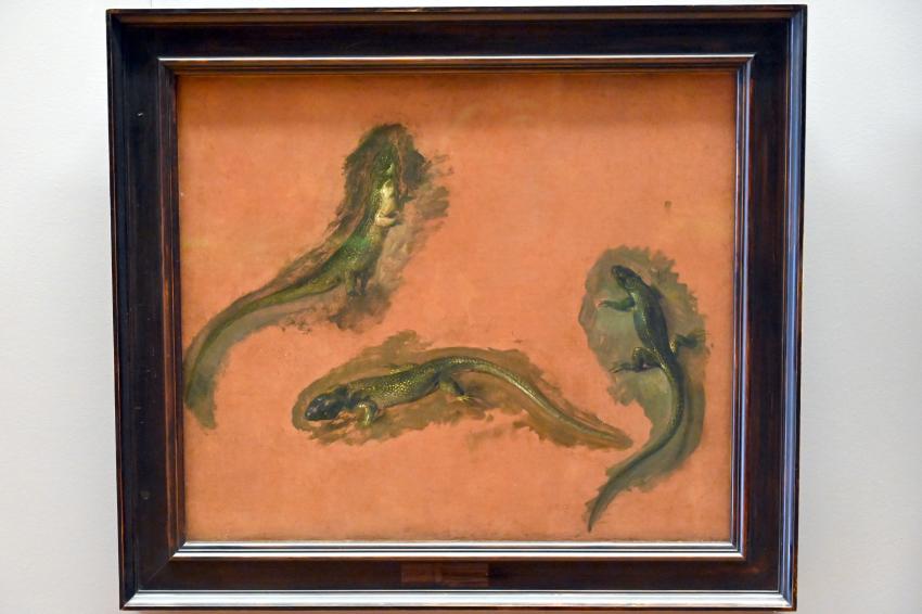 Pieter Boel (1659–1669), Drei Studien einer grünen Eidechse, Paris, Musée du Louvre, Saal 802, nach 1668