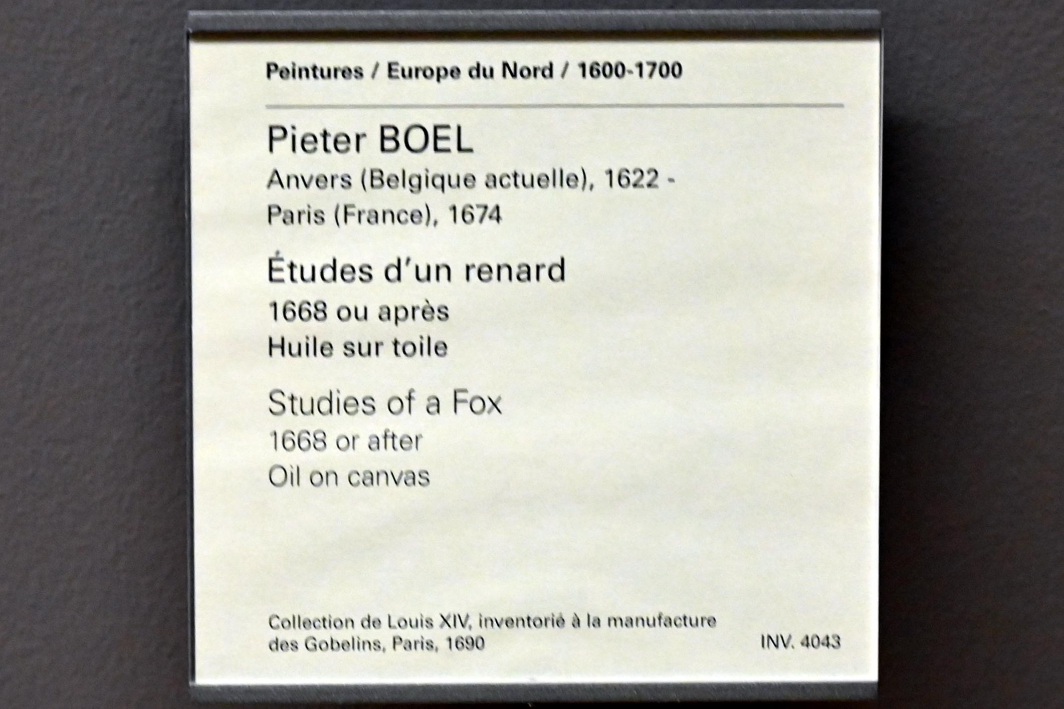Pieter Boel (1659–1669), Studie von Füchsen, Paris, Musée du Louvre, Saal 802, nach 1668, Bild 2/2