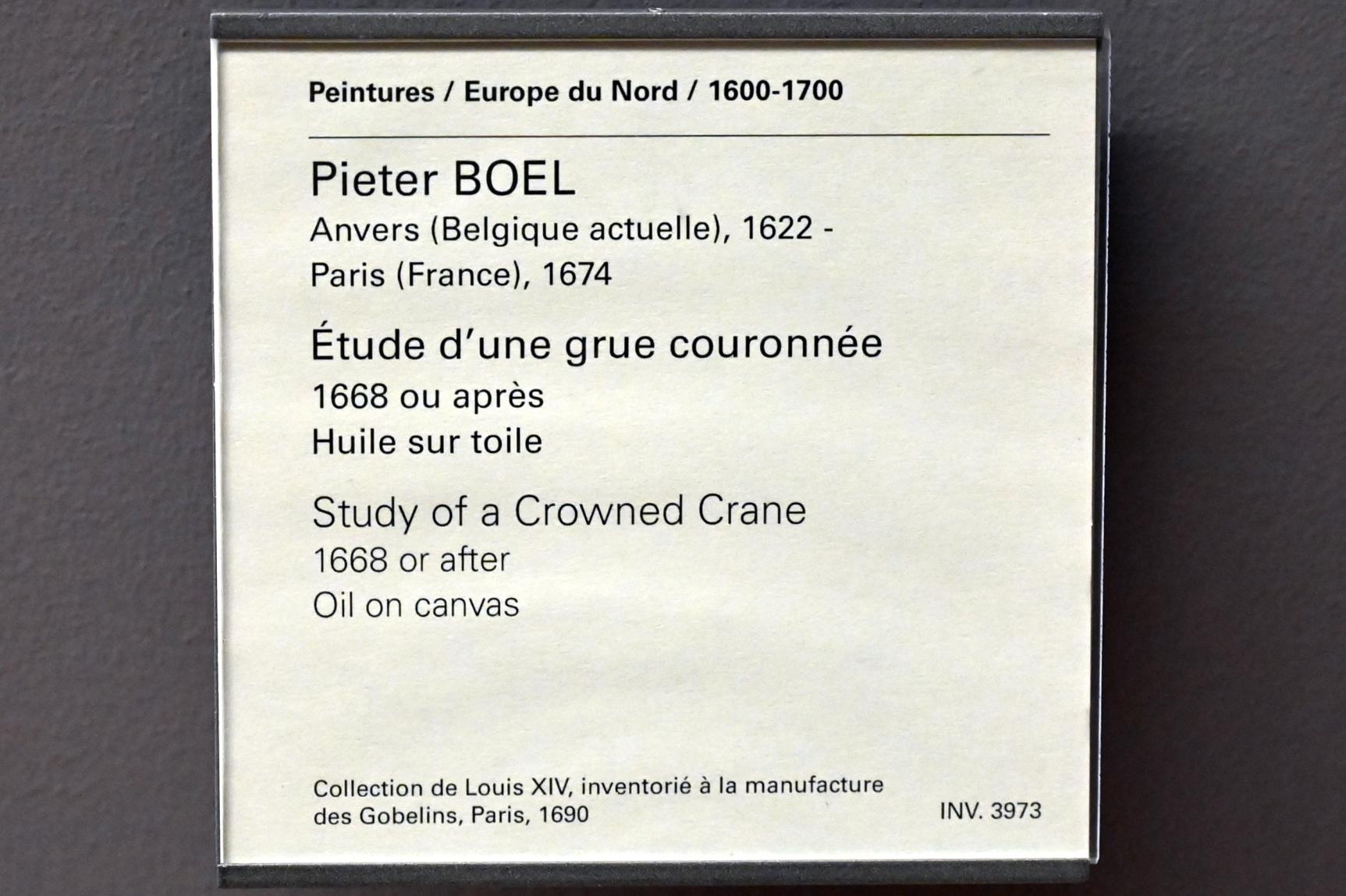 Pieter Boel (1659–1669), Studie eines Kronenkranichs, Paris, Musée du Louvre, Saal 802, nach 1668, Bild 2/2