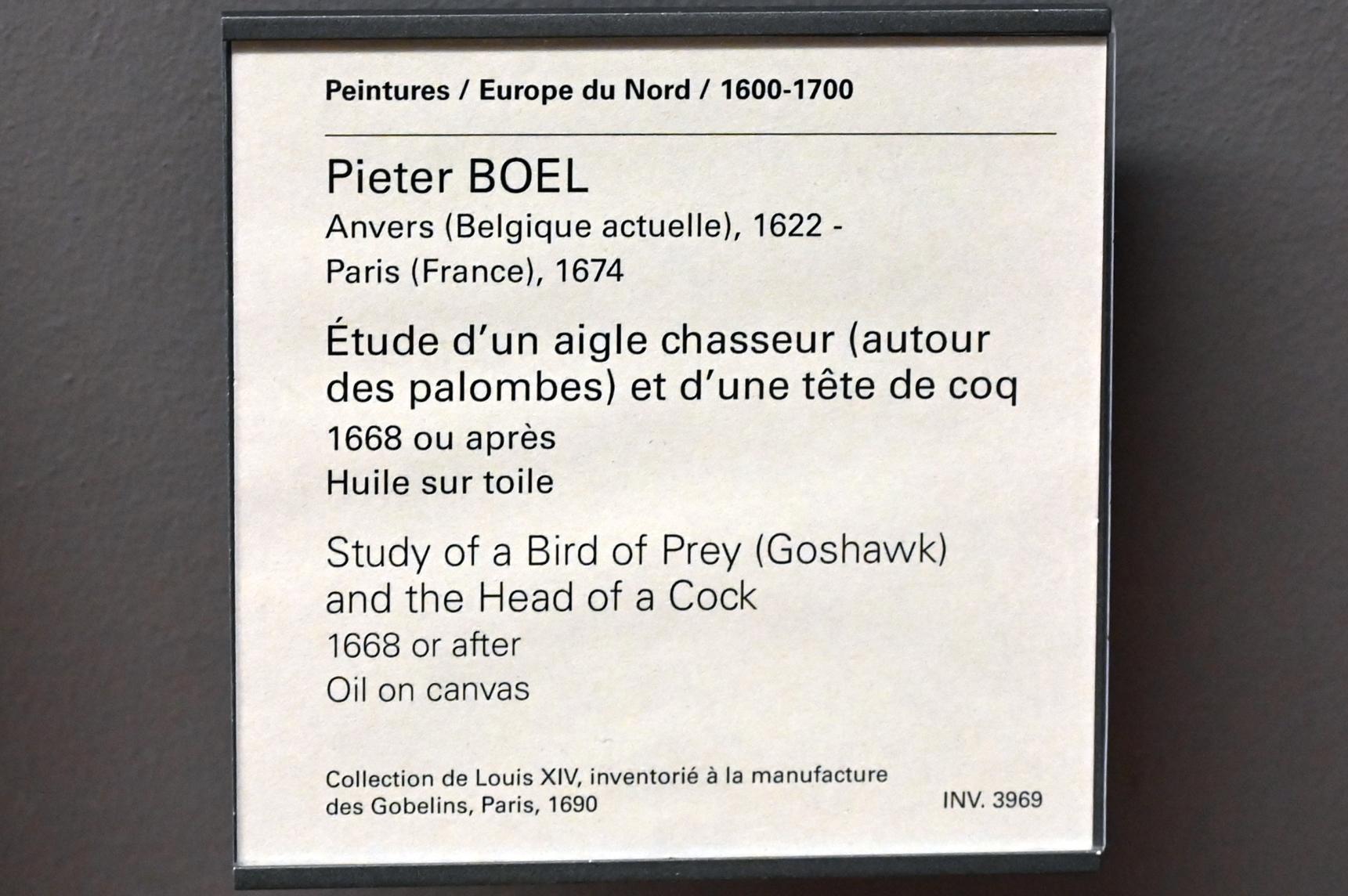 Pieter Boel (1659–1669), Studie eines Raubvogels und eines Hahnenkopfes, Paris, Musée du Louvre, Saal 802, nach 1668, Bild 2/2