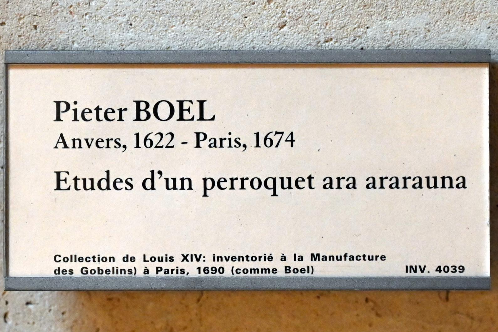 Pieter Boel (1659–1669), Studien eines Gelbbrustaras, Paris, Musée du Louvre, Richelieu, Treppenhaus Nord, 2. Stock, Undatiert, Bild 2/2